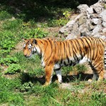 tigru siberian 4